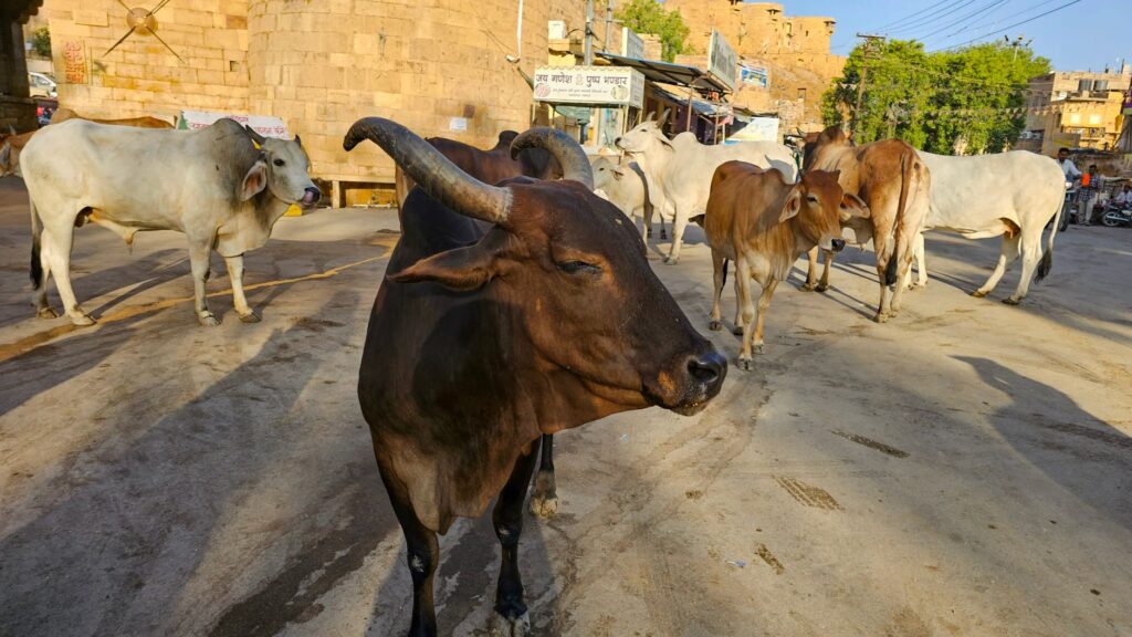 cattle deaths Rajasthan