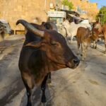 cattle deaths Rajasthan