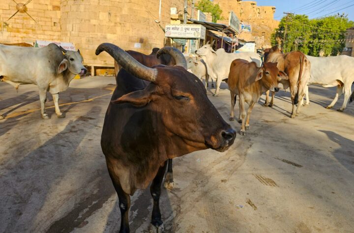 cattle deaths Rajasthan